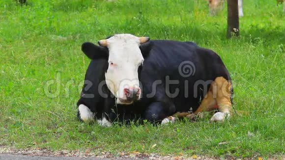 黑白两色的牛在休息喂青草视频的预览图