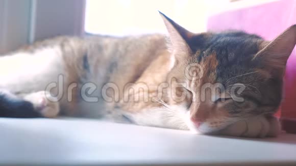 猫宠物条纹三色睡眠概念猫睡在窗台上生活方式和窗户一起晒太阳视频的预览图