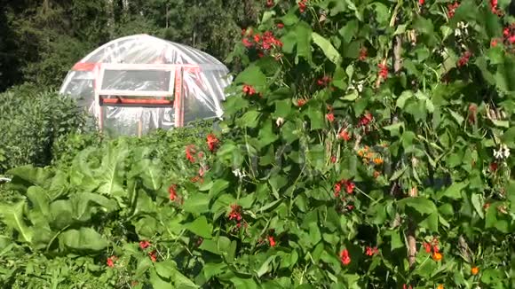 农场的塑料温室温室温室和开花的豆类植物视频的预览图