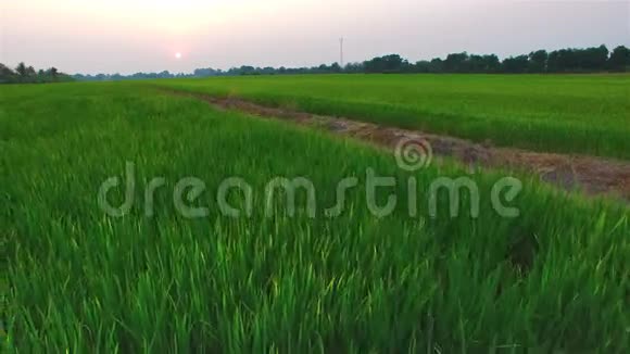 泰国黄昏时分有太阳的绿色稻田4K30fps空中倾斜俯视视频的预览图