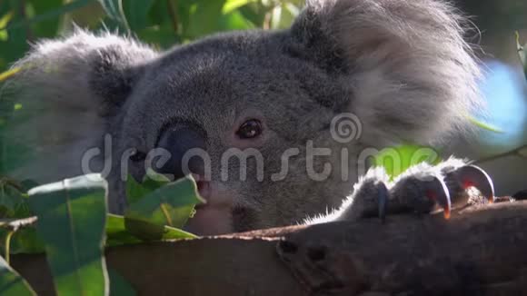 在动物园树枝上睡觉的考拉熊视频的预览图