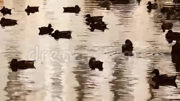 意大利湖国家公园里的动物鸭子视频的预览图
