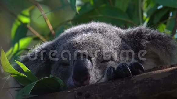 在动物园树枝上睡觉的考拉熊视频的预览图