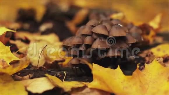 蘑菇上一树桩秋叶视频的预览图