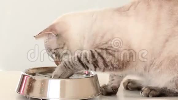 泰国猫在碗里洗脚视频的预览图