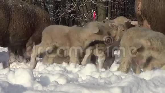 冬天的雪中羊视频的预览图