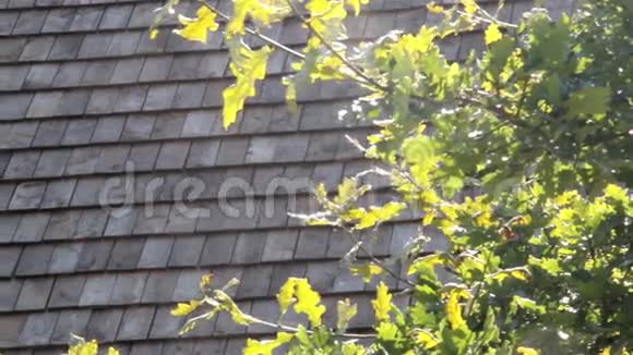 风摇曳着树叶它的高度和旧的柏油木屋顶一样高视频的预览图