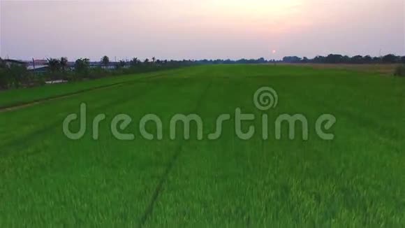 泰国黄昏时分有太阳的绿色稻田4K30fps空中倾斜俯视视频的预览图