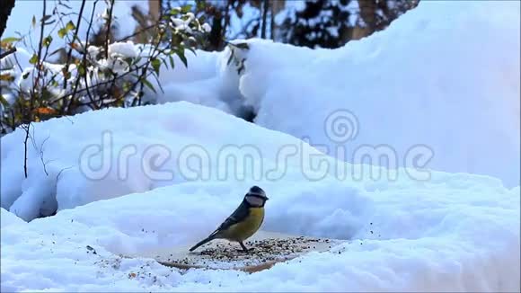 在雪地里为野鸟提供食物视频的预览图