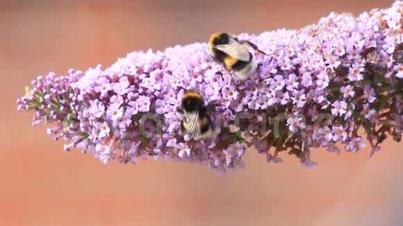 丁香紫色花朵上的大黄蜂视频的预览图