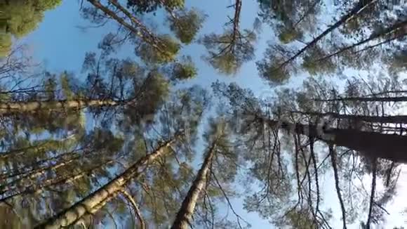 波兰波罗的海沿岸一片森林中的苏格兰松树视频的预览图