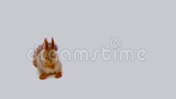 松鼠在白色背景上洗澡视频的预览图