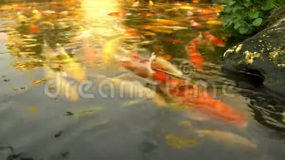 美丽多彩的鱼镜鲤鱼在清澈的水里游来游去视频的预览图