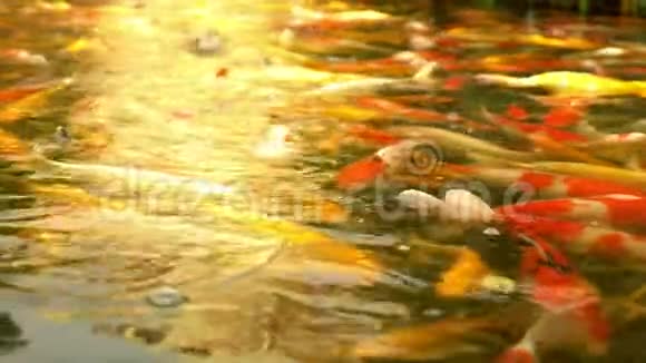 美丽多彩的鱼镜鲤鱼在清澈的水里游来游去视频的预览图
