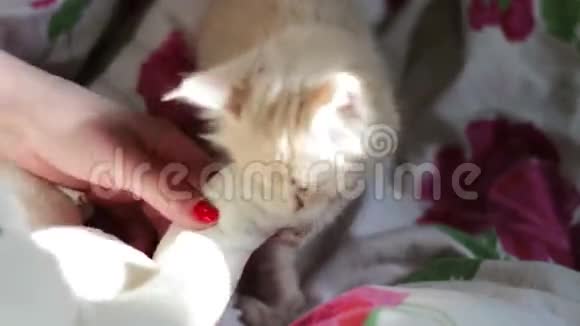 一只毛茸茸的红色小猫在床上玩耍视频的预览图