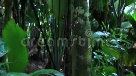 淡水河谷自然保护区菠萝视频的预览图