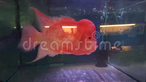 印度孟买市场水族馆的热带装饰美鱼游泳视频的预览图