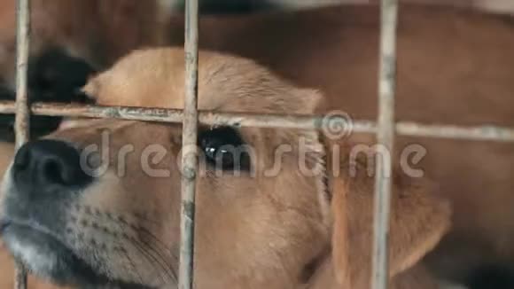 在栅栏后面的避难所里一只悲伤的小狗被特写等待获救并被收养到新家动物收容所概念视频的预览图