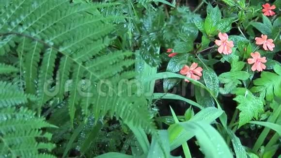 加拉帕戈斯群岛自然公园森林植物视频的预览图