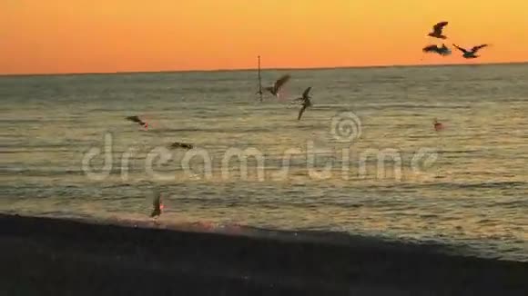 日落时海面上的海鸥视频的预览图