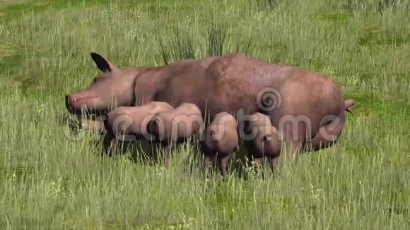 猪带着小猪在草地上哺乳视频的预览图