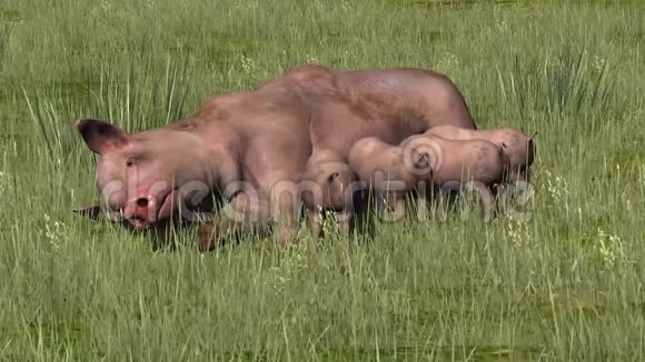 带着小猪在草地上哺乳视频的预览图