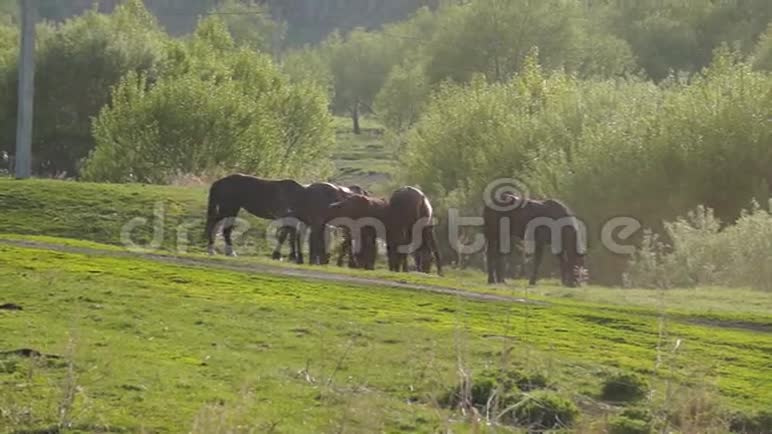 一群小马在觅食视频的预览图