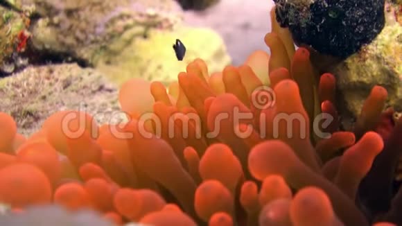 浅橙色的小丑鱼泡沫蛇毒科水下红海视频的预览图