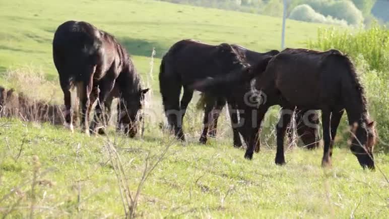 一群小马在觅食视频的预览图