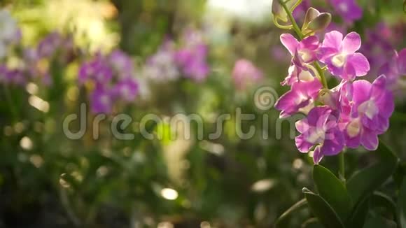 美丽的紫丁香紫色和洋红兰花生长在模糊的绿色公园背景合上巨大的热带花瓣视频的预览图