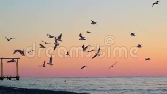 日落时海面上的海鸥视频的预览图
