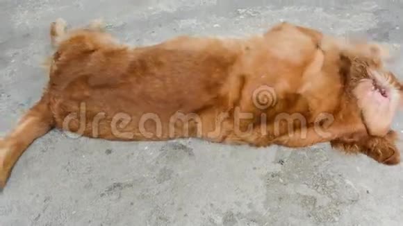 嬉戏的金毛猎犬在地上滚动视频的预览图