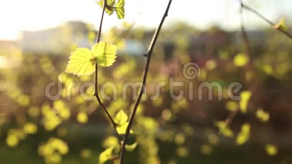 鲜艳的桦树绿叶视频的预览图