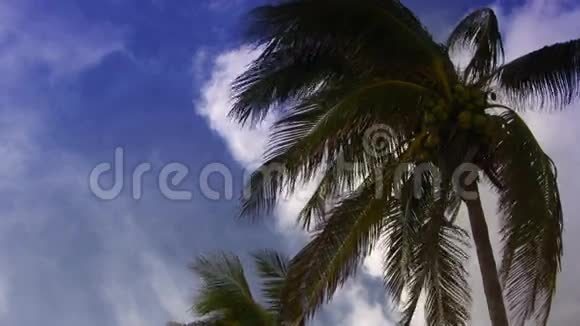 热带棕榈树乐园视频的预览图
