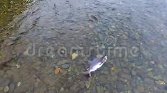 鲑鱼返回产卵堪察加2018年8月视频的预览图