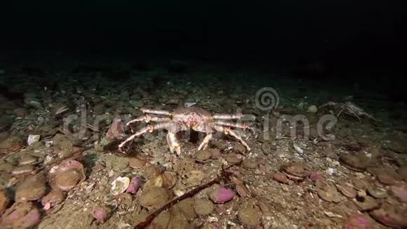 堪察加的巴伦支海海底的金蟹视频的预览图