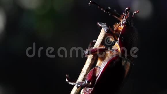 大甲虫粘在树枝上视频的预览图