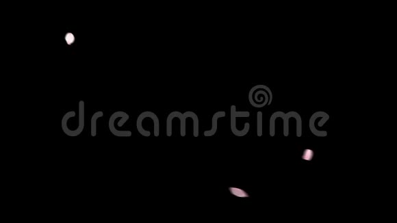 1920x1080黑色背景下的粉红色花瓣视频的预览图
