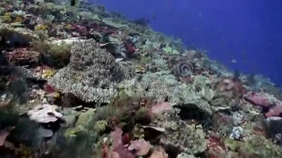 海底礁坡海底学校用彩色鱼视频的预览图