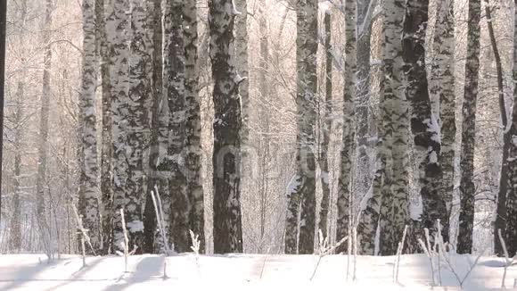 美丽的冬季景观白雪覆盖的树木冬季大雪视频的预览图