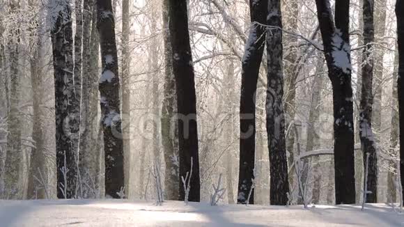 冬天的大雪美丽的冬季景观白雪覆盖的树木视频的预览图