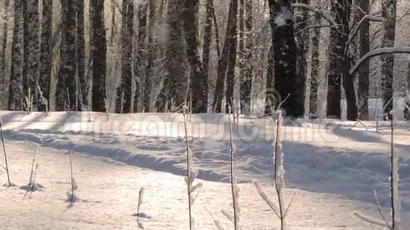 冬天的大雪美丽的冬季景观白雪覆盖的树木视频的预览图