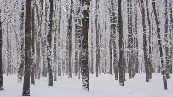 冬天的大雪美丽的冬季景观白雪覆盖的树木视频的预览图