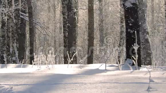 冬天的大雪美丽的冬季景观白雪覆盖的树木视频的预览图