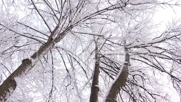 美丽的冬季景观白雪覆盖的树木冬季大雪视频的预览图