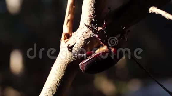 大甲虫粘在树枝上视频的预览图