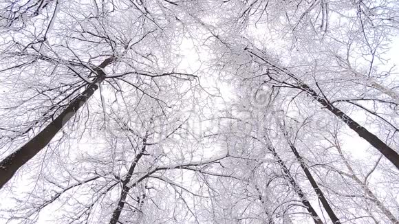 美丽的冬季景观白雪覆盖的树木冬季大雪视频的预览图