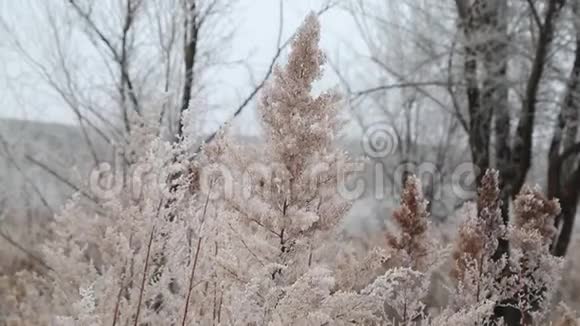 冬季自然背景哈萨克土地视频的预览图