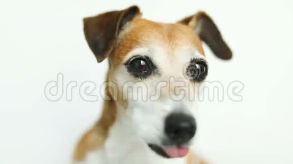 可爱可爱的狗眼好奇的宠物穆兹尔白色背景录像片段视频的预览图