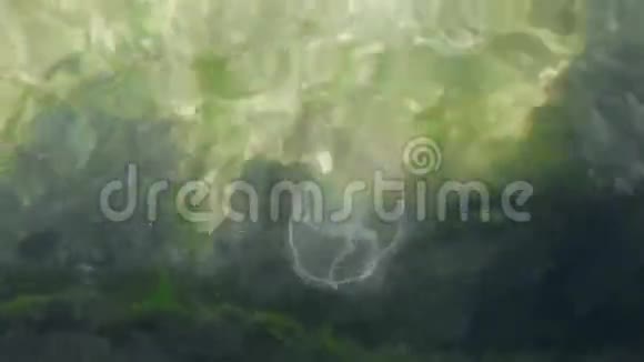 黑海的月亮水母奥雷利亚奥丽塔视频的预览图